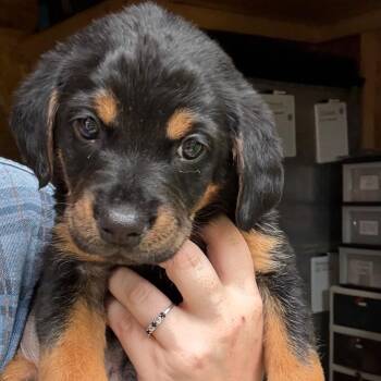 Hound Dogs Available for Adoption in Richmond, Virginia - Sequoia | PetCurious