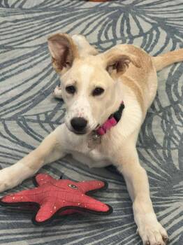 Jilly -  Labrador Retriever Dog for Adoption in Grand Forks, North Dakota - Jilly | PetCurious
