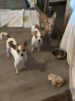 Chihuahua Dogs Available for Adoption in Tracy, California - Sid (Courtesy Post) | PetCurious
