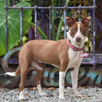 Lotti-Da -  Pit Bull Terrier Dog for Adoption in Wake Forest, North Carolina - Lotti-Da | PetCurious