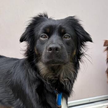 Australian Shepherd and Miniature Poodle Dogs Available for Adoption in Bedford, New Hampshire - Freyja | PetCurious