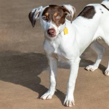 WILEY -  Labrador Retriever and Mixed Breed Dog for Adoption in St. Louis, Missouri - WILEY | PetCurious