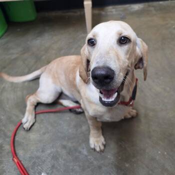 Bailey -  Mixed Breed and Basset Hound Dog for Adoption in Corinth, Mississippi - Bailey | PetCurious