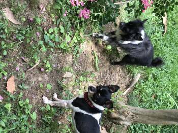 Rescue Pomeranian and Chihuahua Dogs for Adoption in Memphis, Tennessee - Chex Ralston | PetCurious