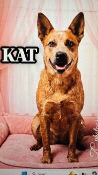 Australian Cattle Dog Blue Heeler Dogs Available for Adoption in Nahunta, Georgia - KAT | PetCurious
