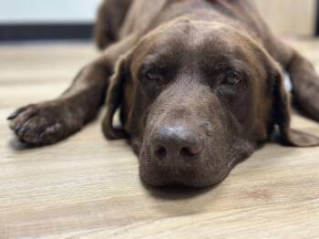 Labrador Retriever Dogs Available for Adoption in Houston, Texas - Goose Fka Lenny | PetCurious