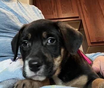 Rottweiler and Mixed Breed Dogs Available for Adoption - BOOTS | PetCurious