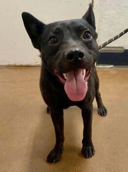 Sparrow -  Australian Cattle Dog Blue Heeler and Terrier Dog for Adoption in Chico, California - Sparrow | PetCurious