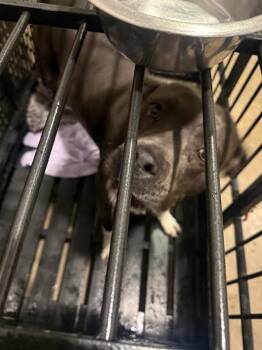 Pit Bull Terrier Dogs Available for Adoption - Princess | PetCurious