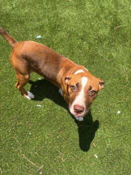 Amy -  Terrier and Mixed Breed Dog for Adoption in Paducah, Kentucky - Amy | PetCurious