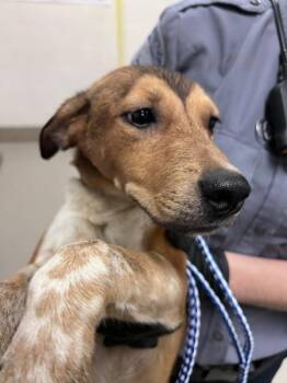 Freya -  Pit Bull Terrier Dog for Adoption in Austin, Texas - Freya | PetCurious