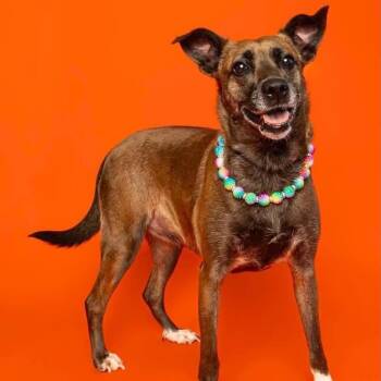 BB -  Mixed Breed Dog for Adoption in Alma, Michigan - BB | PetCurious