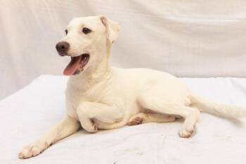 Terrier and Labrador Retriever Dogs Available for Adoption - RAGNER | PetCurious