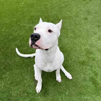Rocco -  Dogo Argentino Dog for Adoption in Dallas, Texas - Rocco | PetCurious