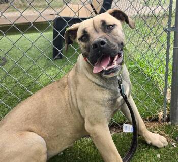 HAZEL -  Mixed Breed Dog for Adoption in Columbia, South Carolina - HAZEL | PetCurious