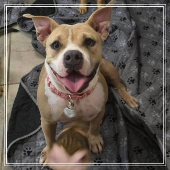 Ransom -  Pit Bull Terrier and American Staffordshire Terrier Dog for Adoption in Chandler, Arizona - Ransom | PetCurious