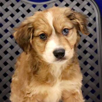 Rescue Labrador Retriever Dogs for Adoption in Midland, Texas - Bear | PetCurious