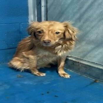 Pomeranian and Chihuahua Dogs Available for Adoption in San Diego, California - Willow | PetCurious
