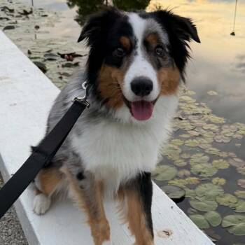 Biggie -  Australian Shepherd Dog for Adoption in Olathe, Kansas - Biggie | PetCurious