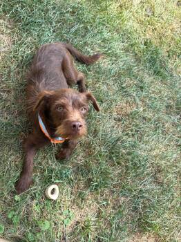 Dexter -  Brussels Griffon Dog for Adoption in Union Grove, Wisconsin - Dexter | PetCurious