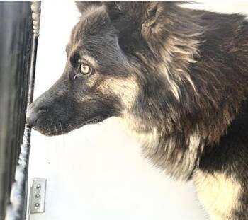 A660064 -  German Shepherd Dog and Mixed Breed Dog for Adoption in Houston, Texas - A660064 | PetCurious