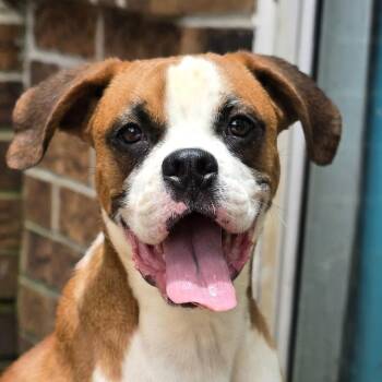 DAISY -  Boxer Dog for Adoption in Athens, Alabama - DAISY | PetCurious