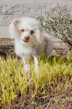Maltese and Mixed Breed Dogs Available for Adoption - Todd | PetCurious