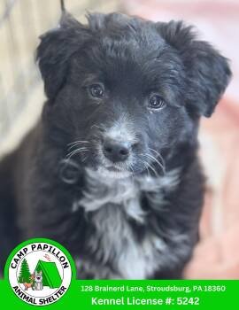 Poodle and Golden Retriever Dogs Available for Adoption - Marsha | PetCurious