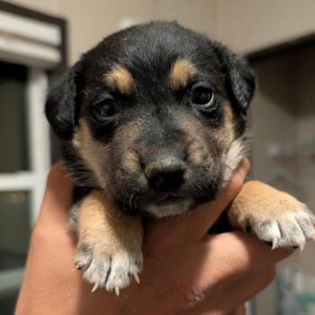 Mixed Breed Dogs Available for Adoption in Park City, Utah - Sleeping Bag | PetCurious
