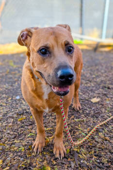 Rescue Mixed Breed Dogs for Adoption in Cincinnati, Ohio - Coco | PetCurious