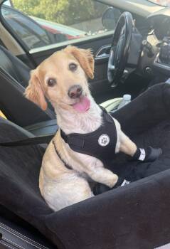 Clark -  Dachshund Dog for Adoption in Phoenix, Arizona - Clark | PetCurious