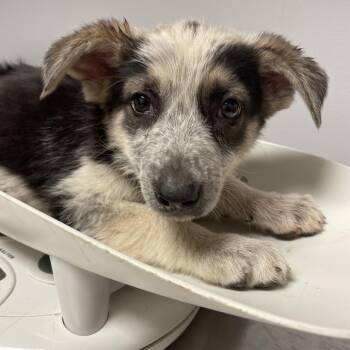 Zephyr -  Mixed Breed Dog for Adoption in Chattanooga, Tennessee - Zephyr | PetCurious