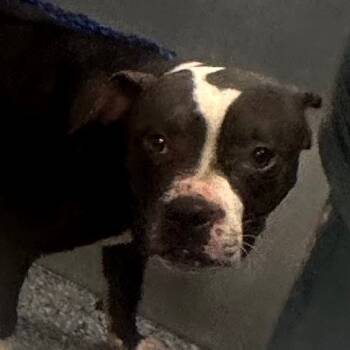 Rescue Pit Bull Terrier and Mixed Breed Dogs for Adoption in Greenville, South Carolina - Goblin | PetCurious