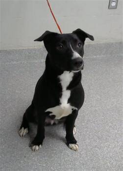 Rescue Labrador Retriever Dogs for Adoption in Pasadena, Texas - BUSTER | PetCurious