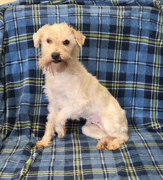 PEARL -  Miniature Schnauzer Dog for Adoption in Woodsfield, Ohio - PEARL | PetCurious