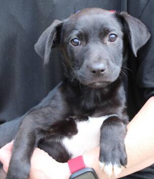 Labrador Retriever Dogs Available for Adoption in Prattville, Alabama - Nina 43469 | PetCurious