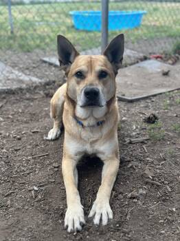 Beckham -  Shepherd Dog for Adoption in Vancouver, British Columbia - Beckham | PetCurious