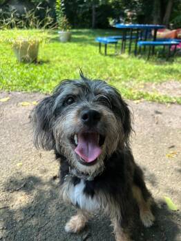 Ziggy-COMING SOON -  Terrier Dog for Adoption in Nashville, Tennessee - Ziggy-COMING SOON | PetCurious