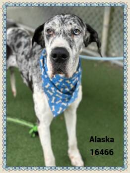 Great Dane Dogs Available for Adoption - ALASKA | PetCurious