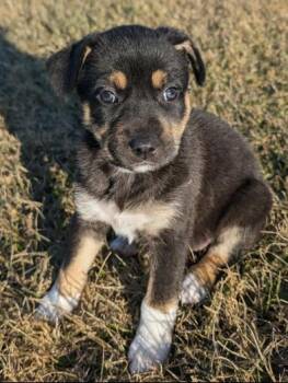 Shepherd and Husky Dogs Available for Adoption - Rose | PetCurious