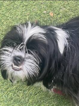 Shih Tzu Dogs Available for Adoption in Boca Raton, Florida - Carlotta  | PetCurious