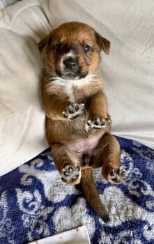 Victoria -  German Shepherd Dog and Coonhound Dog for Adoption in Greenlawn, New York - Victoria | PetCurious