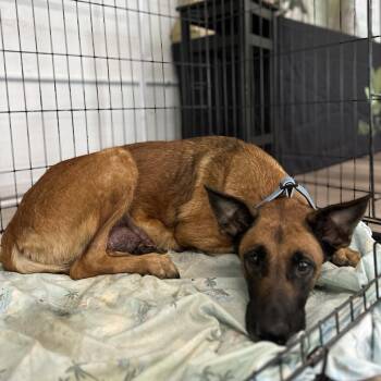 Mama Italy -  Belgian Shepherd Malinois and German Shepherd Dog Dog for Adoption in Tampa, Florida - Mama Italy | PetCurious