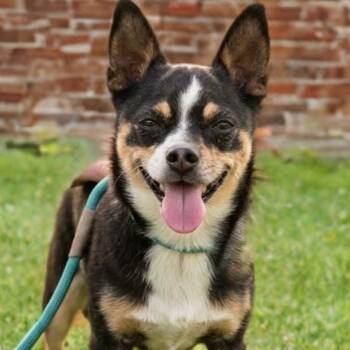 Chihuahua Dogs Available for Adoption - Cruiser | PetCurious