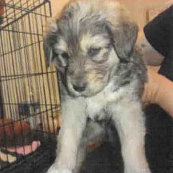 Sully A2278770 -  German Shepherd Dog Dog for Adoption in Los Angeles, California - Sully A2278770 | PetCurious