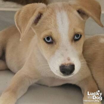 Ives -  Australian Shepherd and Cattle Dog Dog for Adoption in Washington, District Of Columbia - Ives | PetCurious