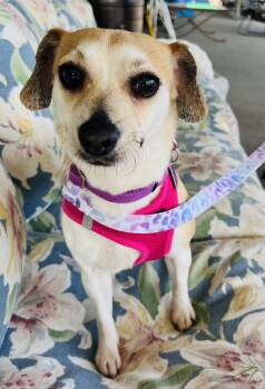 Rescue Terrier Dogs for Adoption in Mundelein, Illinois - Amaretta | PetCurious