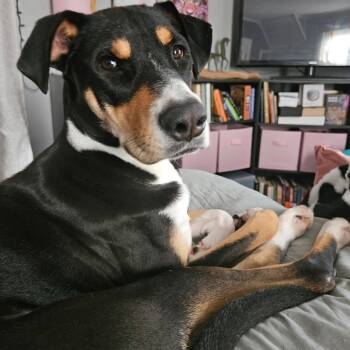 Rescue Appenzell Mountain Dog and Mixed Breed Dogs for Adoption in Tomball, Texas - Princess Di | PetCurious