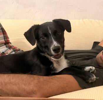 Rescue Border Collie Dogs for Adoption in Bend, Oregon - Matt | PetCurious