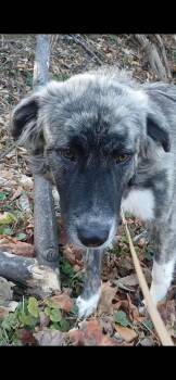 Rescue Border Collie and Australian Cattle Dog Blue Heeler Dogs for Adoption in Cave Spring, Virginia - Oklahoma | PetCurious
